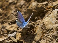 maudoc.com • Cyaniris semiargus •  IMG_1852 copia.jpg   Cyaniris semiargus